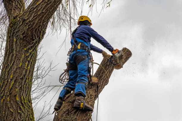 Best Leaf Removal  in Grandview Heights, OH