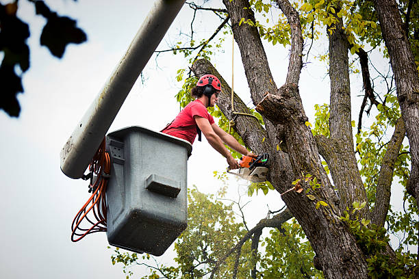 Best Emergency Tree Removal  in Grandview Heights, OH